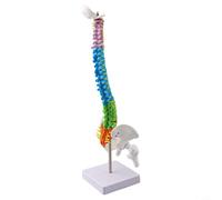45CM Human Spine Model with Color-Coded Anatomy for Teaching, PVC Skeleton Display for Students, Doctors, Detachable Stand(45CM)