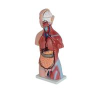 45CM Human Torso Anatomical Model with Removable 23 Parts - Unisex Human Body Model