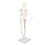 45CM Mini Human Skeleton Model, PVC Skeleton Anatomy Model with Movable Arms Legs and Stand Portable Small Anatomy Bone Structure for Display Study Design