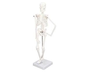 45CM Mini Human Skeleton Model, PVC Skeleton Anatomy Model with Movable Arms Legs and Stand Portable Small Anatomy Bone Structure for Display Study Design