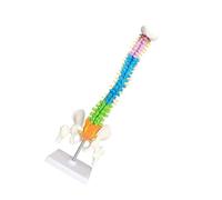45cm Professional Practical Anatomical Spine Model Flexible Spinal Column Model Teaching Resources Improving Cognitive Ability