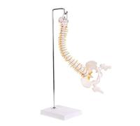 45cm White Flexible Human Spine Model 1:1 Life Size Skeleton Model Anatomy Teaching for Science Education