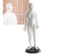48cm/18.9inch Human Acupuncture Model, Portable Meridian Points Model, Meridian Lines:14, Light Weight&easy to Carry, with Fixed Foot, for Science Class Education,A