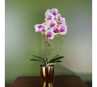 Orchid Artificial Pink with Gold Pot 48cm Harlequin Botanik Leaf Pink One Size