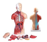 4D Anatomical Assembly Model Human Organs Model,Human Organs for Teaching with Heart Head Brain Skeleton Model (28Cm/45C