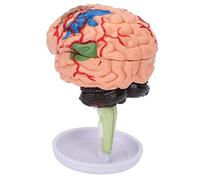 4D Anatomical Brain Assembled Model, Human Brain Model with Clear Structure, Simulation Brain Model for Learning and Teaching, Includes Base and Assembly Guide