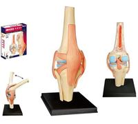 4D Anatomical Model of Human Knee Joint, Human 1: 2 Size Knee Joint Simulation Model Medical Teaching Assembling DIY