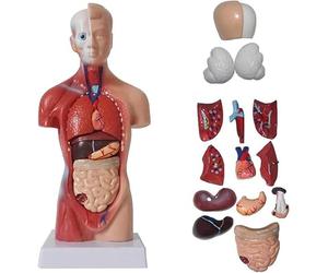 4D Anatomical Model of The Human Torso Internal Organs and Bones with 15-Piece Kit for Medical Teaching and Children's Toys