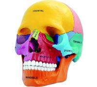4D Anatomy Didactic Exploded Skull Model, 4D Human Colored Skull Model 17 Parts Anatomy Model, Detachable DIY Anatomical Model Medical Teaching