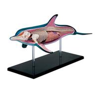 4D Anatomy Model for Education, 18 Removable Organ Pieces, Teaching Aid | 4D Anatomy Model with 18 Removable Organs, Ideal Teaching Aid for Education and Medical Training