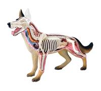 4D Animal Anatomy Model, Dog Skeleton & Organ Kit for Medical Biology | 4D Animal Anatomy Model, Realistic Dog Skeleton & Organ Kit for Biology Learning and Medical Studies