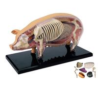4D Animal Anatomy Model Kit, Pig Skeleton and Organ for Teaching | 4D Animal Anatomy Model Kit for Educational Purposes - Pig Skeleton and Organ for Teaching Anatomy and Biology Lessons