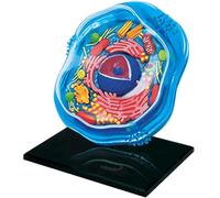 4D Animal Cell Model - Skeleton Anatomy, Cell Organs & Microbiology Structure Science Learning Tool