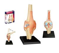 4D Assembleable Human Knee Joint Model, 1:2 Scale DIY Anatomy Simulation Kit for Medical Teaching