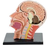 4D Assembly Human Head Anatomical Model - Medical Skull and Brain Tissue
