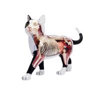 4D Black White Anatomical Model Simulation Intelligence Assembling Toy Teaching Anatomy Model for Classroom