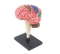 4d Brain Replica Human Anatomy Model Sure Here's A Product Title for An Listing Structure Detailed Teaching Aid Classroom Study Surgical Training set