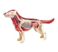 4D Canine Skeleton Model, Golden Retriever Dog Bone Anatomy Model, Detachable Veterinary Teaching Tool for Pet Clinic & Education