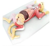 4D Cat Anatomy Model 10-Piece Detachable Animal Anatomy Model for Pet Organs, Visceral Muscles, Educational Display Collectible