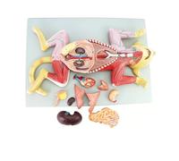 4D Cat Anatomy Model,10-Piece Educational Training Tool For Medical Anatomy, Includes Organs, M Muscles, Nerves For Teaching And Learning
