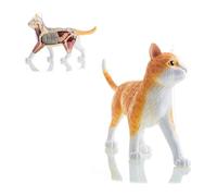 4D Cat Anatomy Model- Detachable Organs 28 Parts - for Study Medical Education Teaching Aid Tool - 30Cm Length