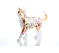 4D Cat Anatomy Model Kit - Orange Cat Skeleton with 28 Detachable Organs for Veterinary Training and Education