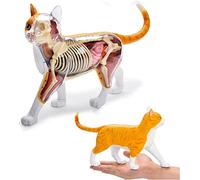 4D CAT Anatomy Model Simulation Animal Cat Animal Organ and Bones Orange Cat Skeleton Lessons Model Puzzle Montagy toy,Yellow