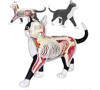 4D Cat Skeleton & Anatomy Model Kit - Medical Quality Collectible with Fully Detachable 28 Parts Organs and Body Parts,Scientific Anatomical Animal Model