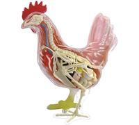 4D Chicken Anatomy Model - Detachable 32 Parts Educational Skeleton for Science and Studies