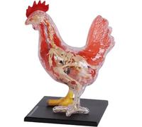 4D Chicken Anatomy Model, Detachable 32 Parts Intelligence Puzzle Assembly Toy Kit Animal Organ Anatomy Model for Pet Clinic Veterinary Training