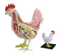 4D Chicken Anatomy Teaching Model, Skeleton Model, Anatomical Chicken Model, Detachable 32 Parts Scientific Anatomical Animal Model