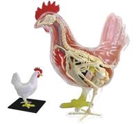 4D Chicken Skeleton Model Kit, Anatomical Chicken Anatomy Specimen with 32 Scientific Numbers, Realistic Design & Removable Parts for Educational Use