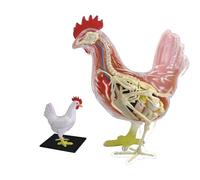 4D Chicken Skeleton Specimen Model, Anatomical Chicken Model, Chicken Skeleton & Anatomy Model Kit with 32 Scientific Number, Real Simulation Design and Removable Design, for Schools, Hospitals