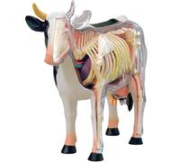 4D Cow Anatomy Model, Animal Skeleton Specimen, Detachable Biology, 29 Parts for Pet Clinic Veterinary TrainingSchool Teaching Demonstration