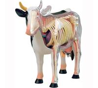 4D Cow Anatomy Model - Detachable Biology Model with 29 Parts for Veterinary Teaching and Training Demonstrations