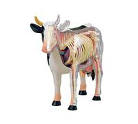 4D Cow Animal Anatomical Model, Animal Anatomical Model, Simulation Cow Model, Detachable 29 Parts Cow Organ Anatomy Medical Teaching Model, for Medical