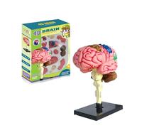 4D Detachable Human Brain Anatomy Model, 32 Pieces DIY Human Brain Structure Anatomy Medical Teaching Learning Tool with Base for Students, Teachers, Doctor
