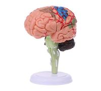 4D Disassembled Anatomical Human Model Anatomy Medical Teaching Tool Statu Teaching Models in Education of The Gifted
