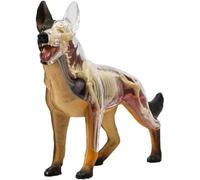 4D Dog Skeleton Animal Anatomy Model Wolf Dog Skeleton Model for Biology Training and Teaching 29 Pieces Organs A