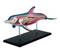 4D Dolphin Anatomy Model, Detachable 18 Parts, Animal Anatomy Model for Teaching Demonstration Science Study
