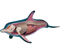 4D Dolphin Anatomy Model, Dolphin Skeleton & Organ Model, 18 Detachable Parts, Simulated Dissection Kit for Teaching Demonstration