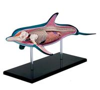 4D Dolphin Anatomy Model with 18 Detachable Organs & Body Parts, Marine Animal Anatomical Model for Biology Teaching, Education & Scientific Research
