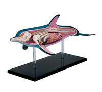 4D Dolphin Model Animal Assembled Figure Education Kit Gift, Animal Anatomy Model for Teaching Demonstration Science Study