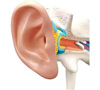 4D Ear Model, Human Ear Organs Anatomy Model, Outer Middle Inner Ear Structure Simulation Model, for Medical Anatomy and Physiology Study Teaching.
