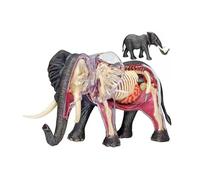 4D Elephant Anatomical Model, Asian Elephant Model with Removerable 27Pc Organ Skeleton, Animal Anatomy Model for Medical Education Teaching