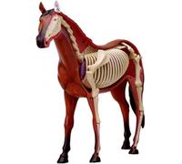 4D Equine Acupuncture Model - Detachable 26-Part Animal Skeleton Specimen, Medical Teaching Model for Veterinary Training, Pet Clinic & School Demonstration