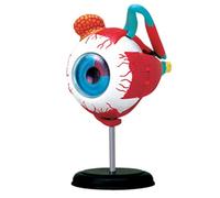 4D Eyeball Anatomy Model, 11 Part Removable Human Eyes Structural Model Anatomy, Medical Science Eye Ball Model School Educational