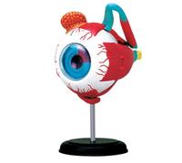 4D Eyeball Anatomy Model, 11 Parts Removable Human Eyes Structural Anatomical Model, For Medical Eyes Teaching Science Education Students Study Display
