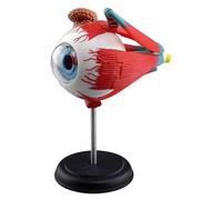 4D Eyeball Anatomy Model, Removable and Standd Human Eye Structural Model, Scientific Model of The Eyeball for School and Educational Teaching A