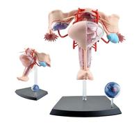 4D Female Reproductive System Anatomical Model - Detachable Uterus, Ovary, and Muscle for Medical Study and Teaching, 19 Parts